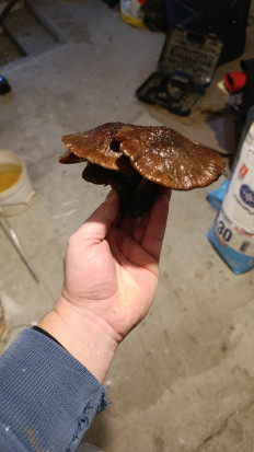 Гриб из г. Лида