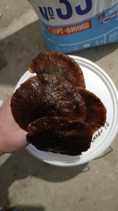 Гриб из г. Лида