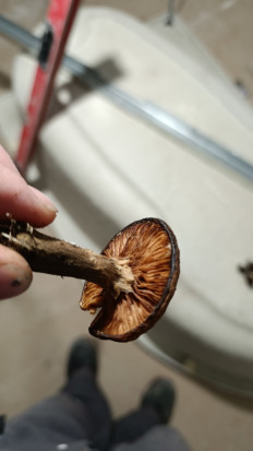 Гриб из г. Лида