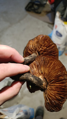 Гриб из г. Лида