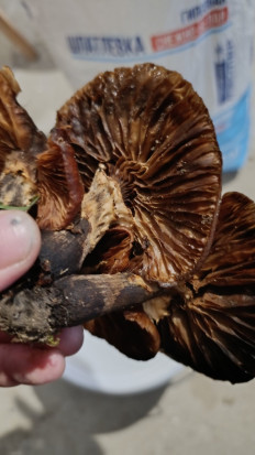 Гриб из г. Лида