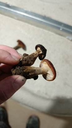 Гриб из г. Лида