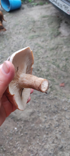 Гриб из Мелитополь запорожская область