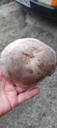 Гриб из Мелитополь запорожская область