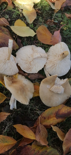 Гриб из Волгоградская область