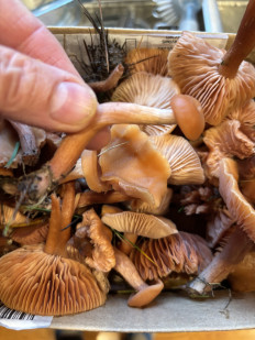 Гриб из Portland Oregon USA