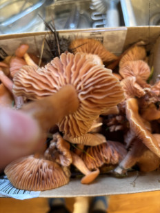 Гриб из Portland Oregon USA