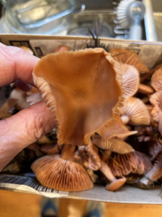 Гриб из Portland Oregon USA