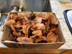 Гриб из Portland Oregon USA