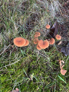 Гриб из Portland Oregon USA