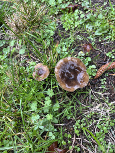 Гриб из Portland Oregon USA