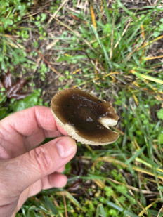 Гриб из Portland Oregon USA