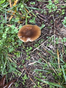 Гриб из Portland Oregon USA