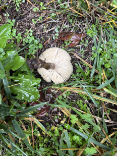 Гриб из Portland Oregon USA