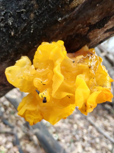 Гриб из Москва