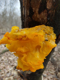 Гриб из Москва