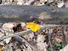 Гриб из Москва