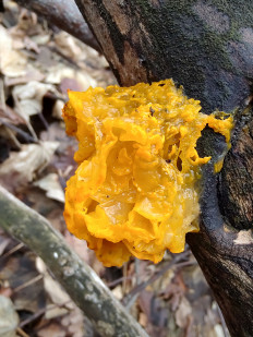 Гриб из Москва