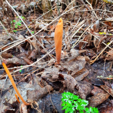 Гриб из Жирновск, Волгоградская обл.