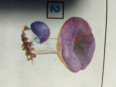 Гриб из Москва