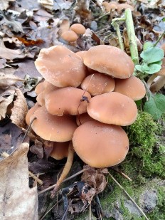 Гриб из Москва