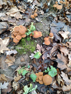 Гриб из Москва