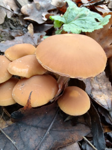 Гриб из Москва