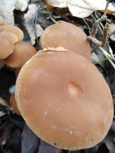 Гриб из Москва