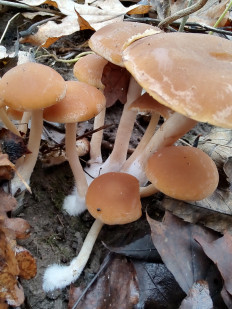 Гриб из Москва