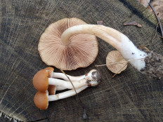 Гриб из Москва