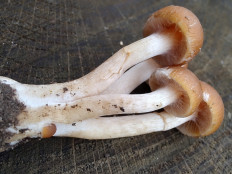 Гриб из Москва