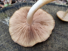 Гриб из Москва