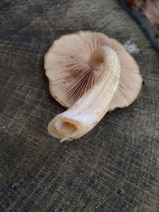 Гриб из Москва