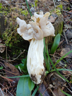 Лопастник курчавый