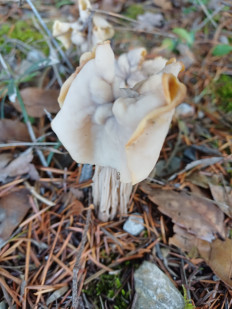 Лопастник курчавый