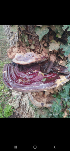 Гриб из Евпатория