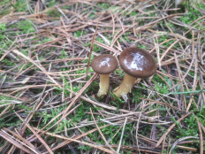 Гриб из Винница