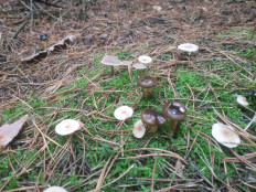 Гриб из Винница