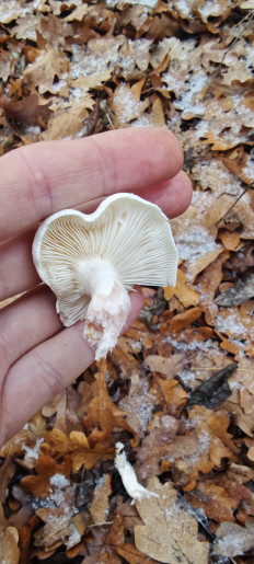 Гриб из Волгоград