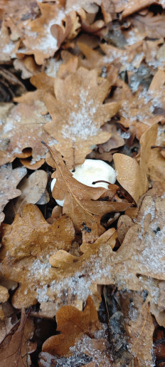 Гриб из Волгоград