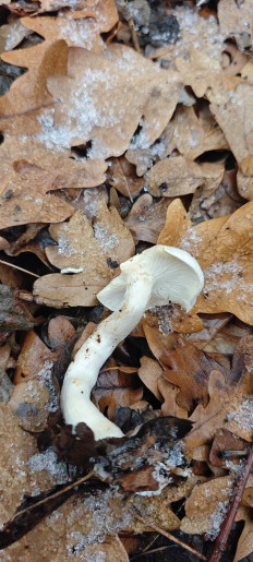 Гриб из Волгоград