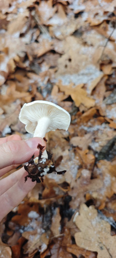 Гриб из Волгоград