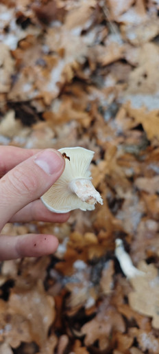 Гриб из Волгоград