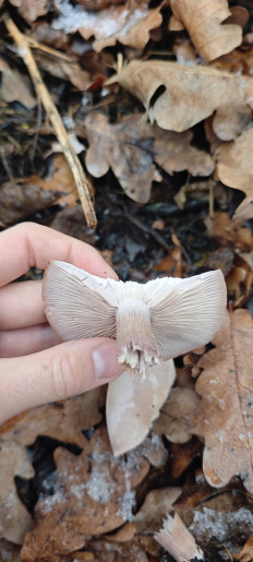 Гриб из Волгоград