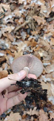 Гриб из Волгоград