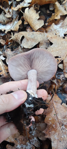 Гриб из Волгоград