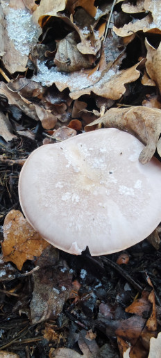 Гриб из Волгоград