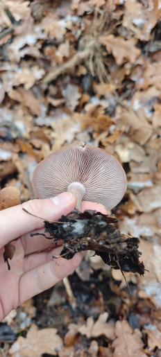 Гриб из Волгоград