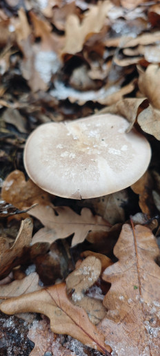 Гриб из Волгоград