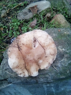 Гриб из Дружковка